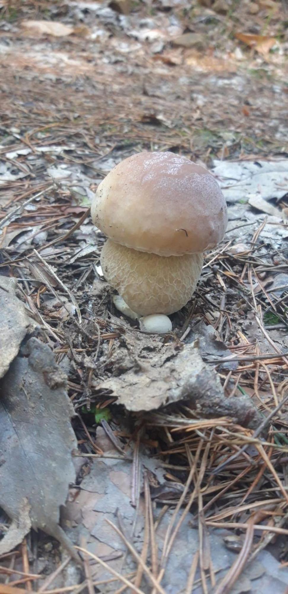 Les Jardins De Nanine Panzió Lapleau Kültér fotó