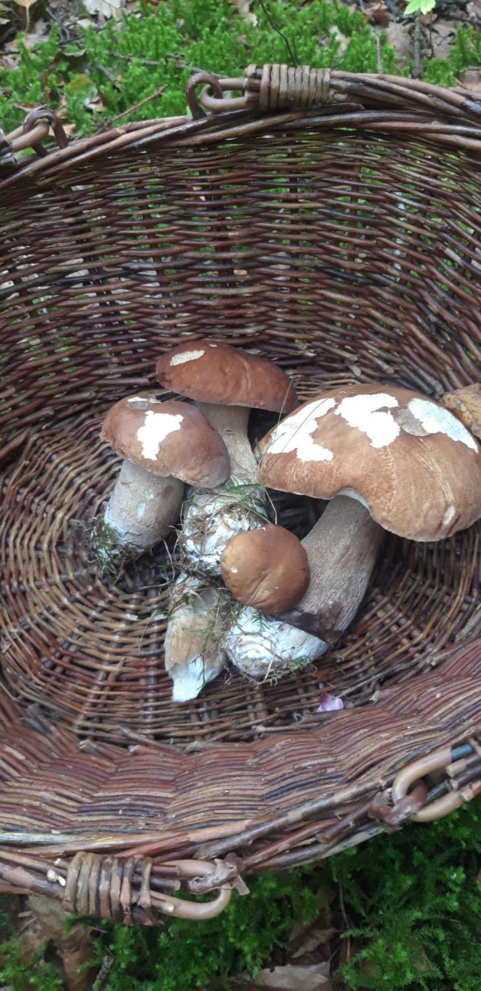 Les Jardins De Nanine Panzió Lapleau Kültér fotó
